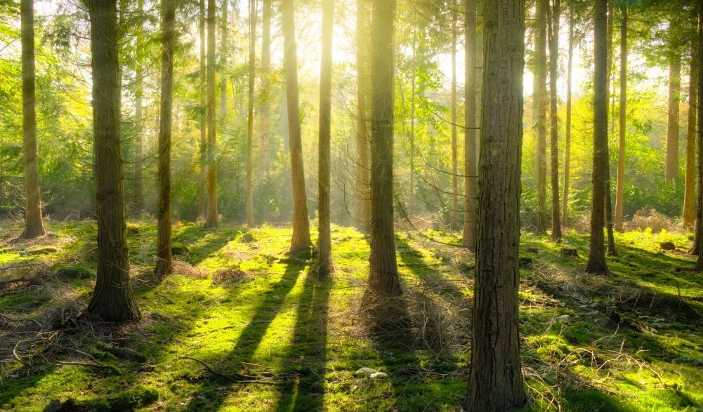 Bäume im Wald mit Sonnenstrahlen
