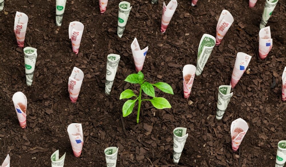 Pflanze mit Euro- und Dollar-Scheinen im Boden eingegraben